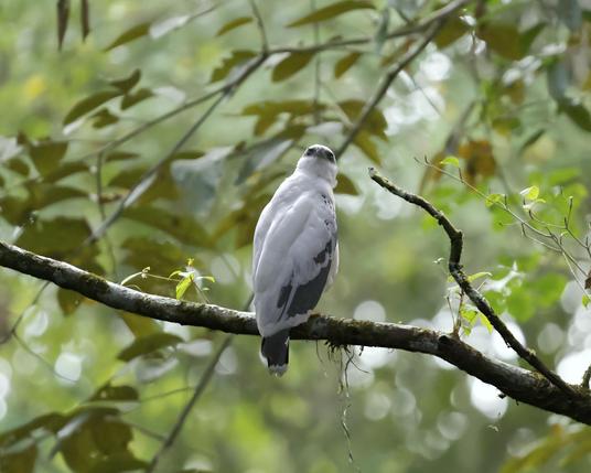 A large snow white hawk with some black accent feathers is peering upward from its perch on a branch in a green forest to look into the higher levels of the canopy. This is a White Hawk. Panama. Photo by Peachfront. April 2025.