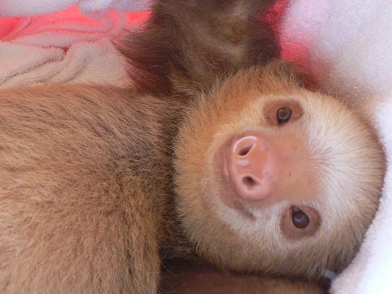 toe-toed baby sloth on a towel. It looks like its taking a selfie