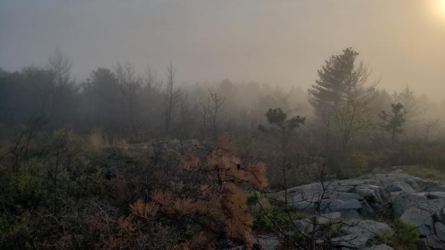 Trees and shrubs on a foggy hilltop.