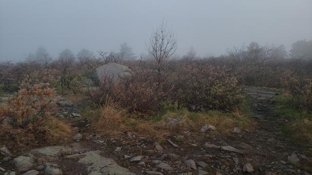 A large boulder, a bare tree, and lots of shrubs on a foggy hilltop.