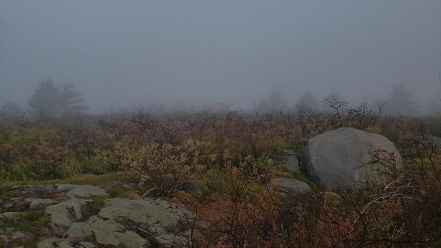 A large boulder, a bare tree, and lots of shrubs on a foggy hilltop.
