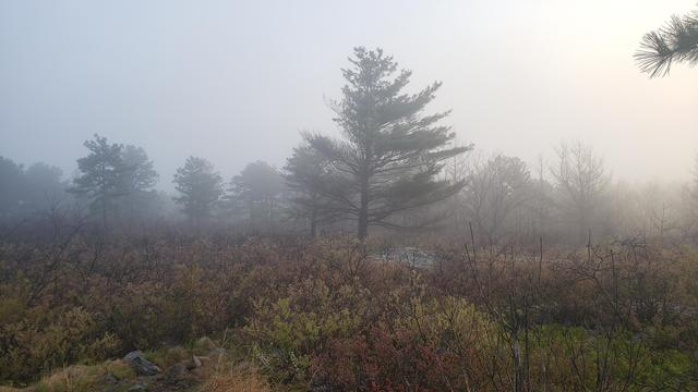 Trees and shrubs on a foggy hilltop.