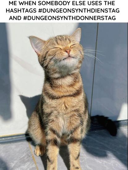 a cat holding the face into the sunshine, obviously being very happy. Above the image it reads: Me when somebody else uses the hashtags #DungeonSynthDienstag and #DungeonSynthDonnerstag