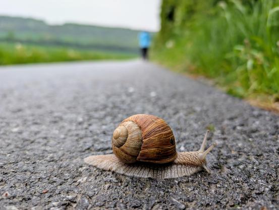 Eine Schnecke ist auf einem asphaltiertem Weg unterwegs. Im Hintergrund ganz unscharf eine Person in blauer Jacke.