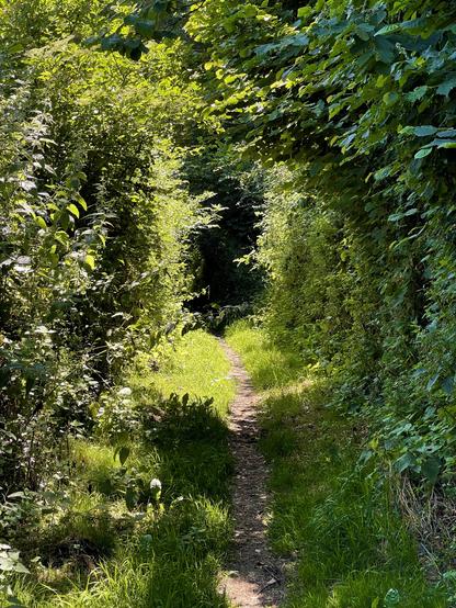 A path through dense green trees and hedges, brightly let in places by summer sunshine, shaded in others
