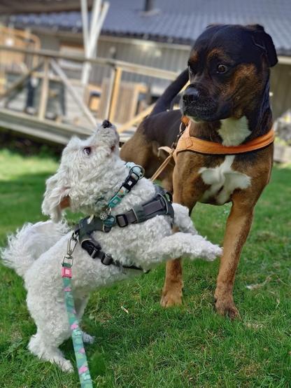 A bichon frise playing with a larger mutt bully bed
They both wide eyed and crazy looking