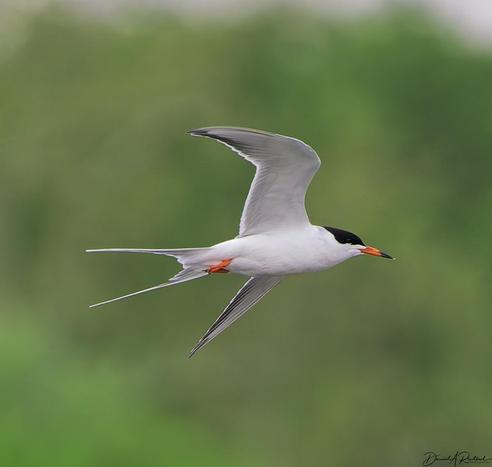 Flying white bird with long forked tail, black cap, black-tipped red beak, and red feet, against a green background