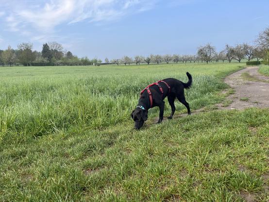 Ein schwarzer Hund mit roter Halsriemen und blauer Kette steht auf einem grasbewachsenen Feld und schnüffelt auf dem Boden. Der Hintergrund zeigt ein weites, grünes Feld mit einem Pfad, der sich nach rechts windet. Im Hintergrund sind Bäume zu sehen, die in der Ferne stehen. Der Himmel ist blau mit einigen weißen Wolken.

Bereitgestellt von @altbot, privat und lokal generiert mit Ovis2-8B

🌱 Energieverbrauch: 0.142 Wh