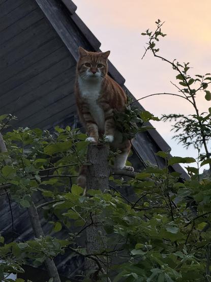 Wotan, weissrote getigerte Katze sitzt auf einem Baumstrunk und schaut uns an
Wotan, white and red tabby cat sits on a tree stump and looks at us
