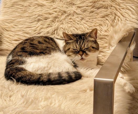 A fluffy, cream-colored chair cradles a tabby cat with brown and black stripes and white markings. The cat is curled up, eyes closed in peaceful slumber, with its head resting near the chair's armrest made of brushed metal. The soft texture of the chair contrasts with the smooth, cool metal.