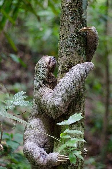 A three-toed sloth climbing a tree. There is already moss in its fur.