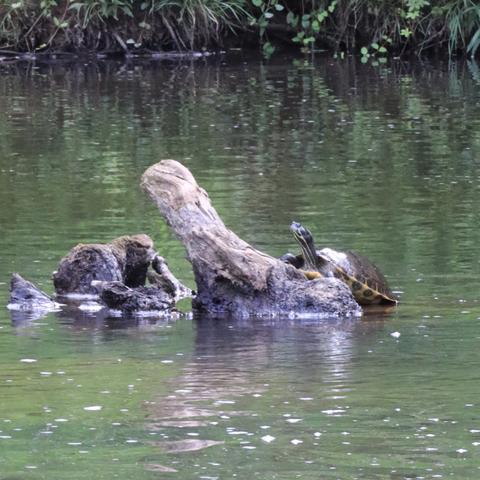 A river cooter (turtle) sits on a stump jutting out of the water, with its head up.