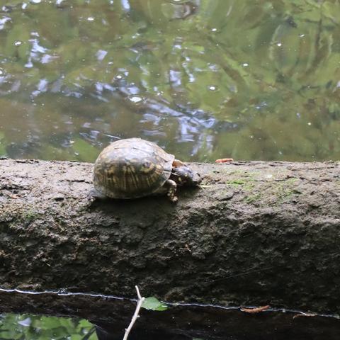 A southern box turtle somewhat uncharacteristically sits on a log in the river.