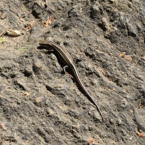 A five-lined skink — a common type of lizard with five parallel light-colored lines and a long tail — against a background of rock.