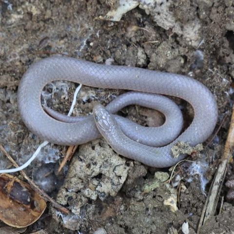 A smooth earth snake lies coiled against the dirt — it was under a rock but I moved it temporarily. The snake is small and gray.