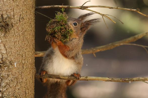 A close up photo of a red squirrel in a tree. It has got moss in its mouth.