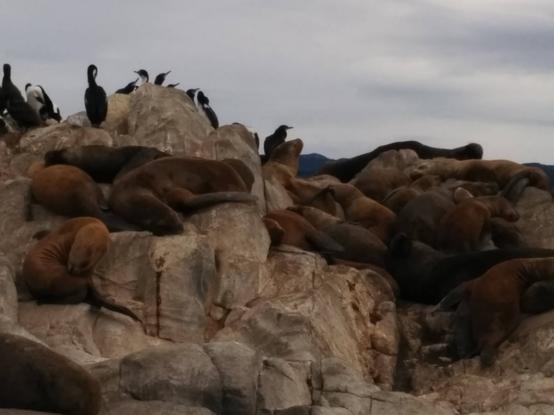 A small rocky island covered with cormorants and sea lions under a gray sky.