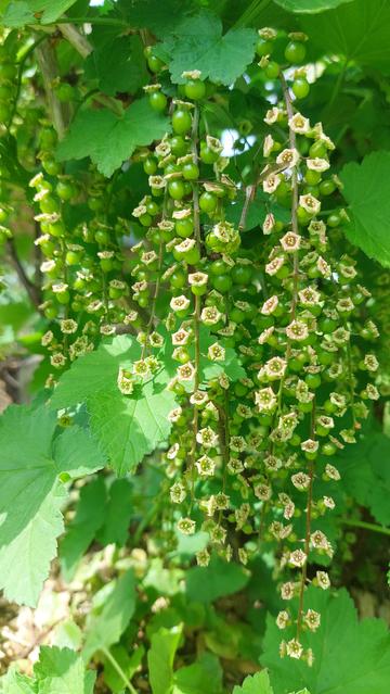 Johannisbeeren die gerade von heller Blüte zu grünen Fruchtrispen übergehen. Zwischen den Früchten hängt eine Schnake.