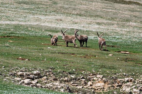 Quatres bouquetins mâles dans un champ de renoncule