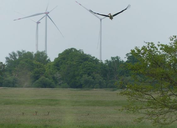 Blick über weite Wiesen, hinten begrenzt von Laubbäumen, hinter denen Windräder hoch in den Himmel ragen. Unten liegen 4 Rehe im Gras, oben fliegt ein Storch, hat den Kopf nach links gedreht.