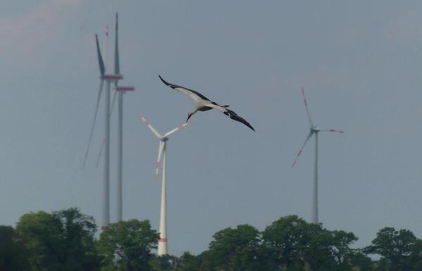 unten Bäume, dahinter riesig hohe Windräder, viel näher in der Bildmitte ein Storch, Flügel weit ausgebreitet, Kopf leicht gesenkt, sein Schnabel scheint einen Windradflügel zu berühren