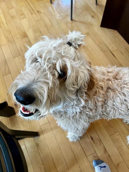 A dog looking up at the camera has a "bun" on the top of his head with all his hair pulled up.