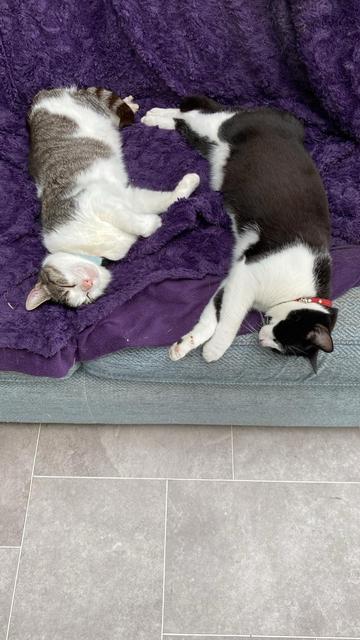 Two cats, one tabby and white and the other a tuxedo cat. Both of them are spread out across a sofa covered in a purple blanket.