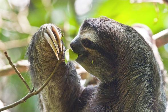 Three-toed sloth eating a leaf in in the Cahuita National Park in the southeast of Costa Rica
