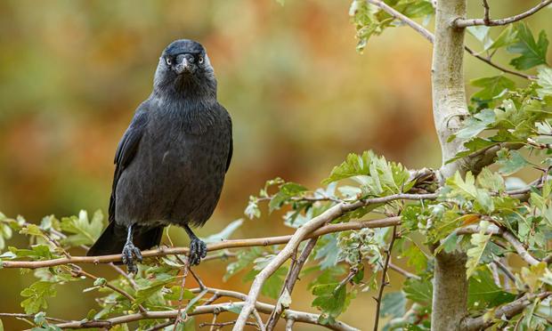 Grajilla Occidental (Brais Seara- Getty Images)