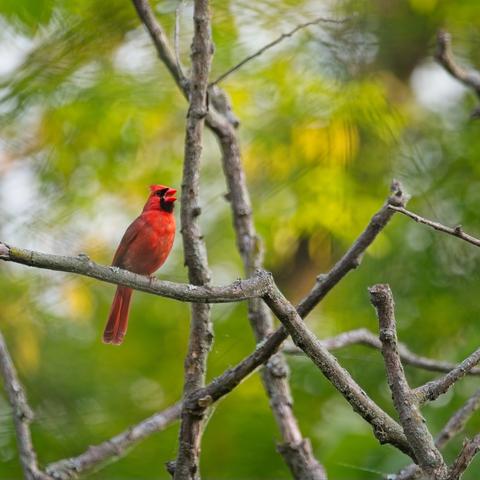 Male Northern Cardinal perched on a branch singing its song