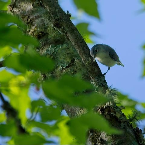 Male Blue-Gray Gnatcatcher clinging to a tree.