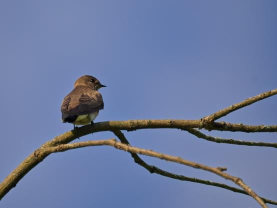 Male Northern Rough-winged Swallow perched on a naked tree branch
