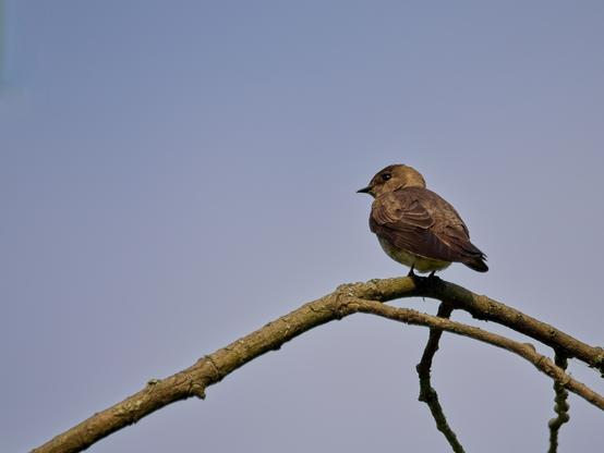 Male Northern Rough-winged Swallow perched on a naked tree branch