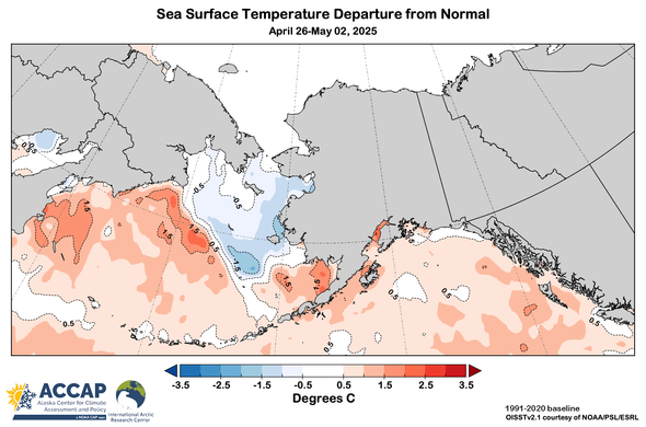 Map centered on Alaska showing the sea surface temperature departure from the 1991-2020 average for the week of April 26 to May 2, 2025.