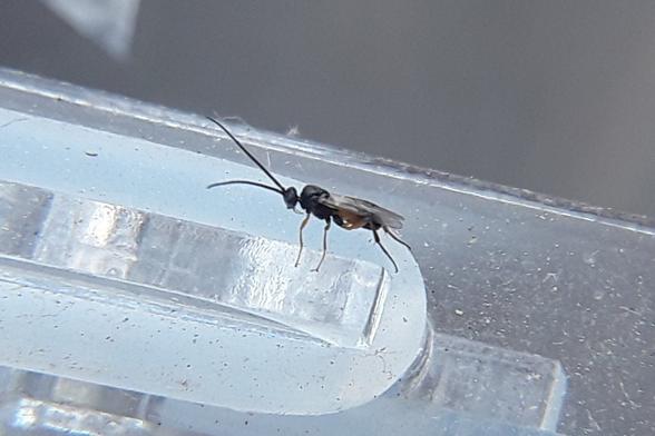 small mainly black wasp with antennae almost as long as the body, sitting on some transparent plastic