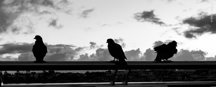 Three pigeons in silhouette, sitting on a railing.
