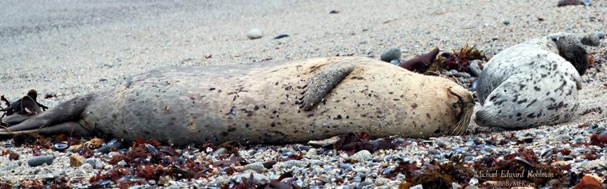 Harbor Seal Pup Reaching Out to Mom

Hopkins Beach Rookerey. Pacific Grove California. April 19th, 2025

ImagesByMEK.com