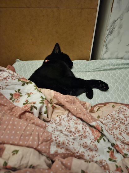 Alea the Black Cat tucked in under my pink, flowery duvet cover, her hind legs resting against mine.