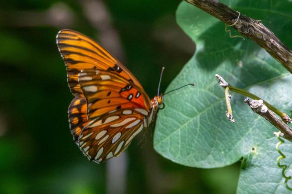An orange butterfly with dark-brown venining and silver wingspots flying past a leaf with its little legs dangling down.
