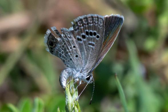 Reakirt's Blue (Echinargus isola) female bending her abdomen down to lay eggs on a host plant.