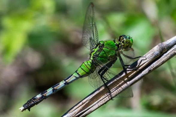 Eastern pond hawk male, green dragonfly with striped abdomen that transitions to dark brown - blue and green eyes.