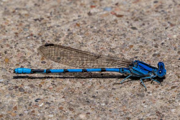 A blue damselfly