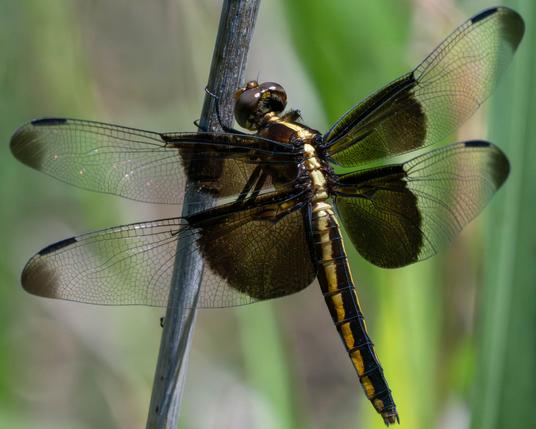 A cool looking black and gold dragonfly with wings that have black patches at the base and black tips.