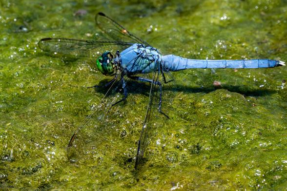 Eastern pondhawk female on algae