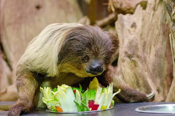 toe-toed sloth hagging over a bowl of vegeetables in a zoo.