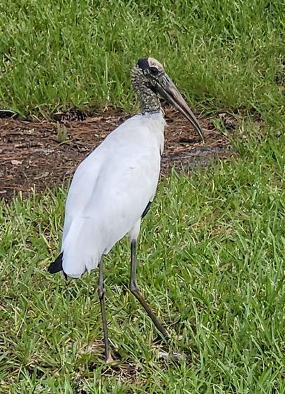 Dinosaur bird hunting in a grassy field near a pond. Tall, on thin dark legs, with bright white body feathers, and dark leather-like neck and head, both bald, leading to a very large bill resembling a medieval plague mask.