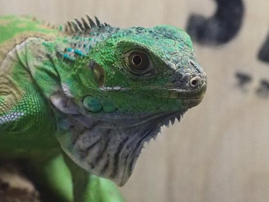 A cute green bearded lizard with an yellow eyes, looking straight to the camera.

There are some wooden wall on the background.