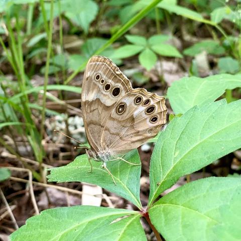 A tan butterfly with dry leaf-like wings and eye-like patterns is resting on a green leaf amidst grass and foliage. It has a pointy nose and is cute.