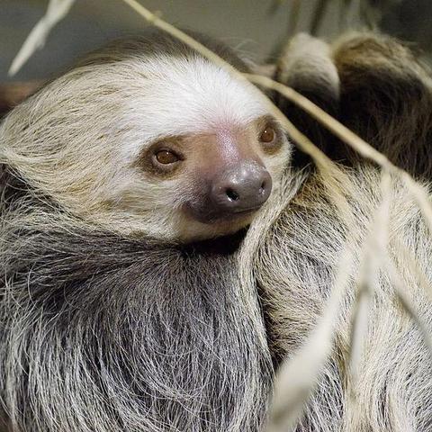 Toe-toed sloth from the Philadelphia Zoo
