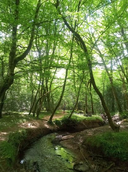 Photo portrait d'un sentier entre de hauts troncs minces près d'un ruisselet, lumière verte des sous-bois. On aperçoit la silhouette d'une personne en short.